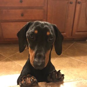 Meet your Posher, Jolie